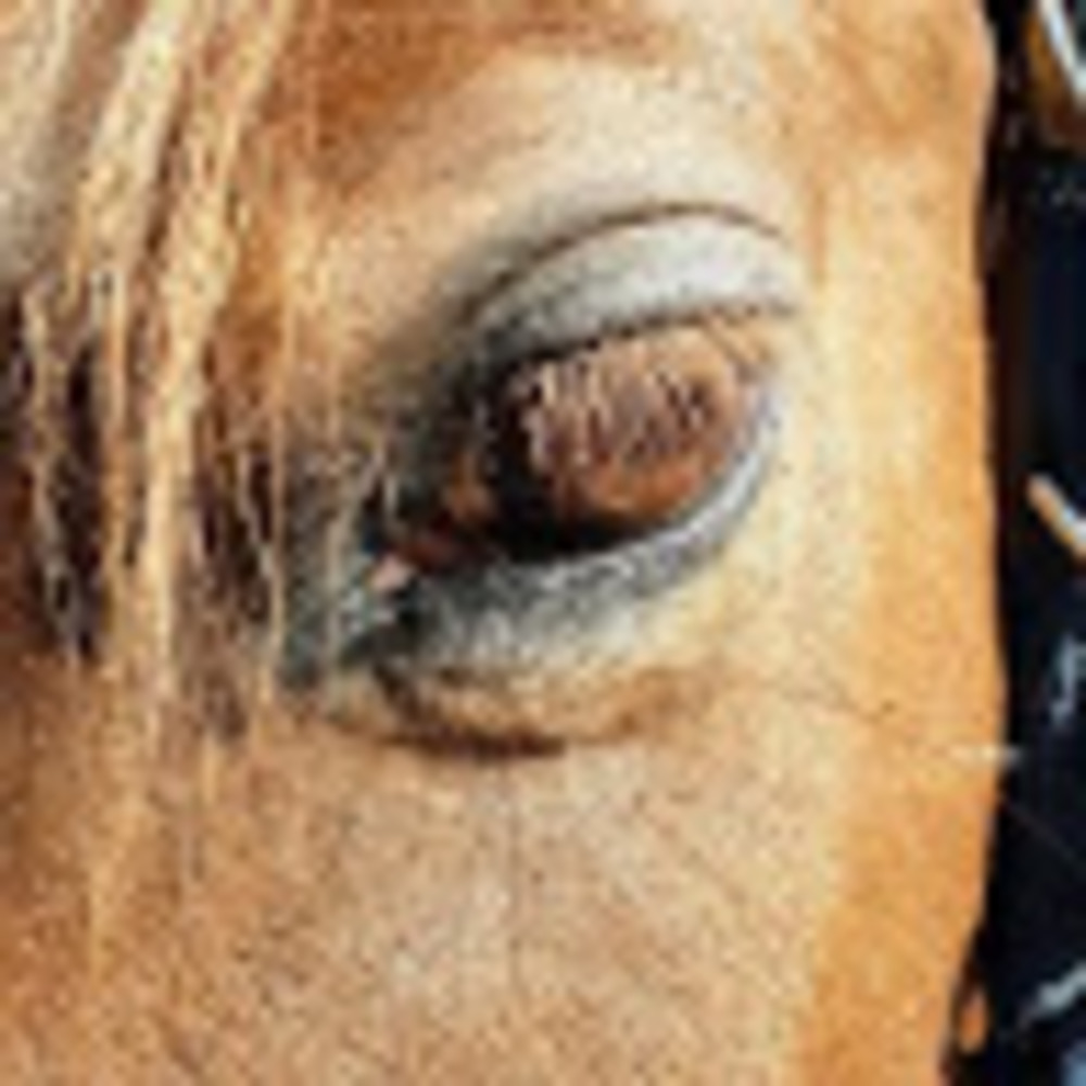 Meet your Posher, Youravarageequestrian
